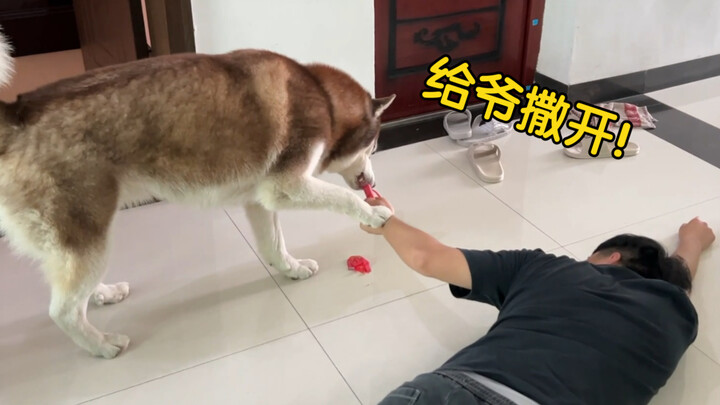 Pura-pura mati sambil pegang camilan di depan anjing Siberian Husky—apa yang akan dia lakukan?