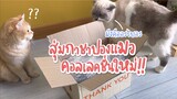 สุ่มกาชาปองแมว คอลแลคชั่นใหม่!! | ชิเอลแมวมึน คิรัวร์ตัวป่วน