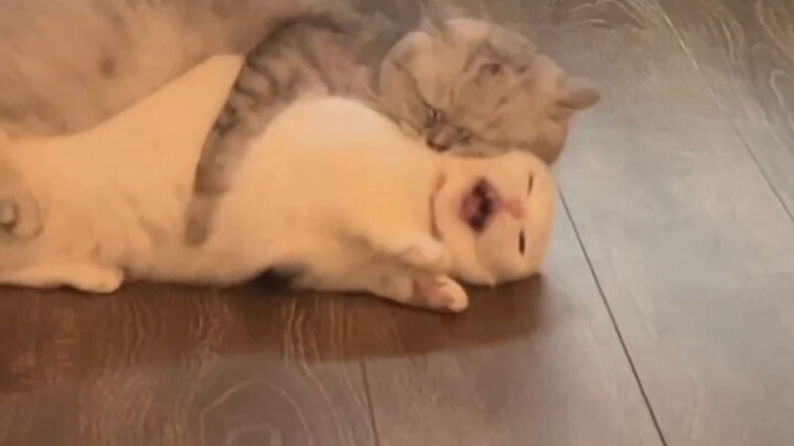 Làm sao ngươi có thể thoát khỏi lòng bàn tay ta?