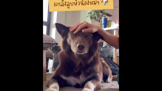 แกล้งลูบหัวน้องหมาแล้วดูว่าเค้าทำยังไง