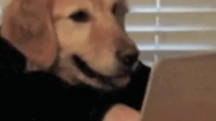 Would you go crazy if you didn't eat Chinese food for a year? Just look at this netizen's experience