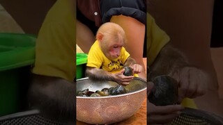 Washing snails with Mom #monkey #babymonkey #cute #funny #animals #bibi #baby #pets #fruit #shorts