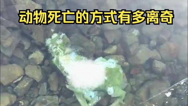 动物离奇死亡鉴定31