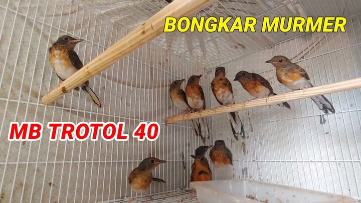 MB Trotol cuma 40. Update Harga & Stock Terbaru Kios Dwi Sidoarjo