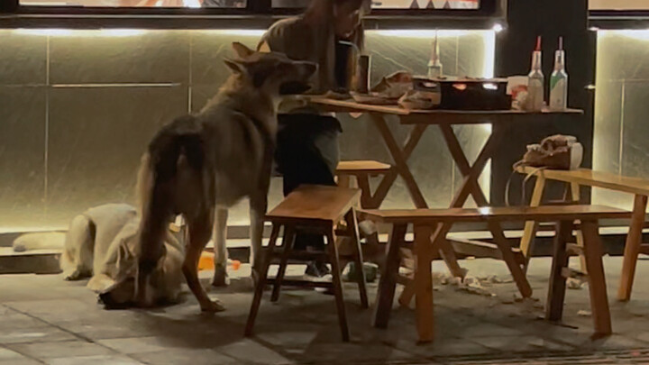 【捷克狼犬】应该没人敢上去搭讪吧