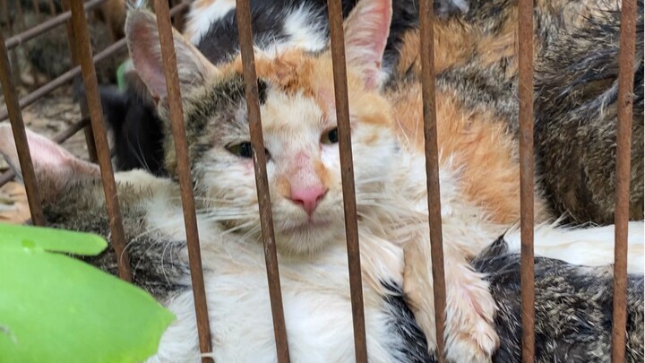 Di kehidupan selanjutnya jangan jadi kucing lagi deh