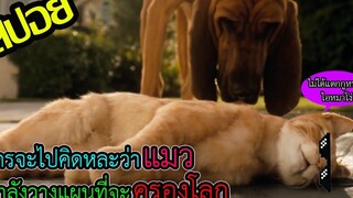 เมื่อแมววางแผนที่จะครองโลก l สปอยหนัง l - สงครามพยัคฆ์ร้ายขนปุย