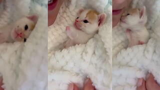 ลูกแมวน้อยทำคุกกี้