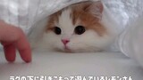 [Momen menggemaskan hewan kecil] Bermainlah dengan kucing di rumahmu!