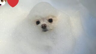 น้องหมาชอบนวดตัว