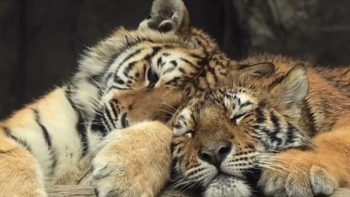 "Little male tiger uses his sister as a pillow" — Northeastern tiger siblings are incredibly close.