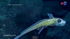 Jendela Dunia BTV - 17 Juli 2025
