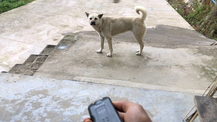 Memakai Alat Pengusir Anjing Ke Anjing Sendiri, Anjing Menikmatinya?