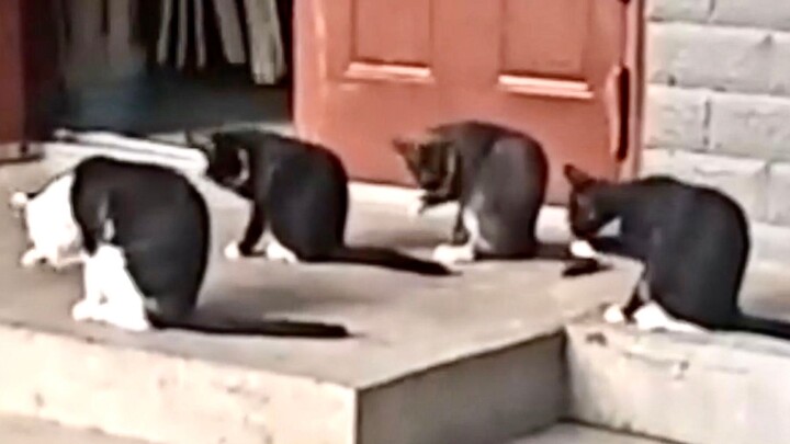 Miao: A family should wash their faces neatly together!