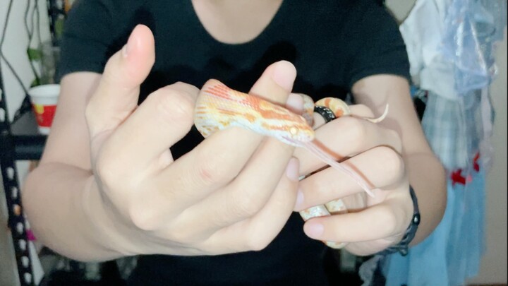 [Animals]Eating white mouse by a corn snake