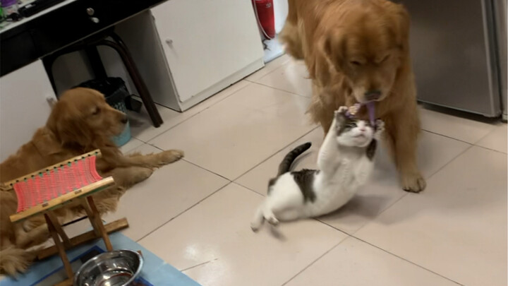 There’s always a meddling big dog.