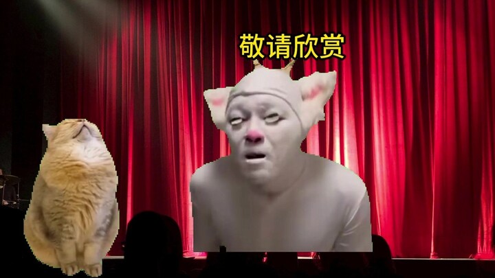 [Cat Meme] About My First Time Watching a Show in Thailand