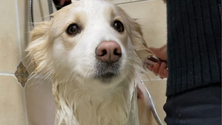 This is probably the easiest dog to take a bath on the Internet.