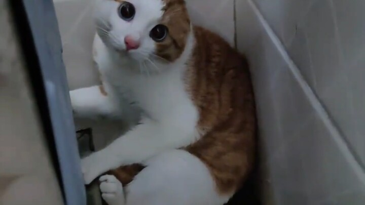 ปฏิกิริยาจริงของน้องแมวหลังดัดผม