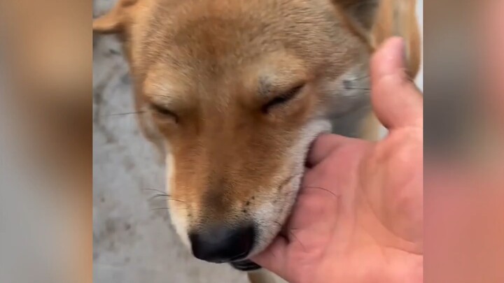 Fox-Dog’s Showtime: The Strongest in the Chinese Server—No Joke!