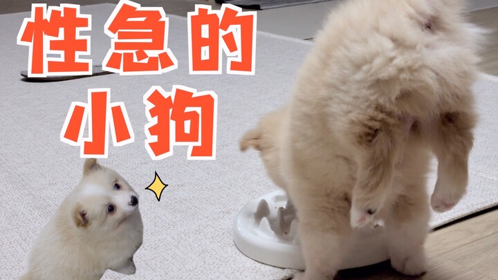 Anjing kecil yang suka terburu-buru！！!! Pencuri sandal itu kini berubah menjadi pesilat cilik dengan
