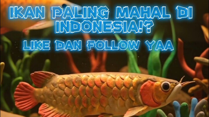 GOKIL!! INI DIA IKAN PALING MAHAL DI INDONESIA
