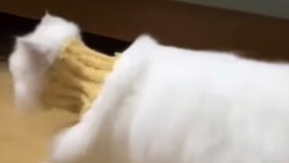 بعض القطط وجهها الأمامي عادي، لكن جانبها رائع جدًا!