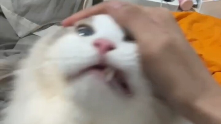 Nhanh sờ tôi đi aaaaaaaaaaaaaaaaa