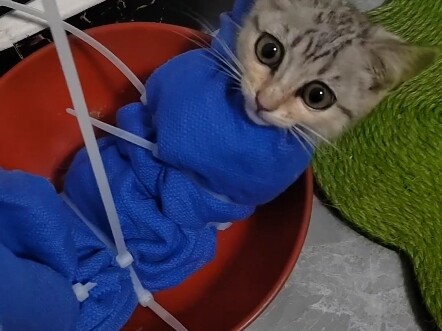 Recording the cat I picked up