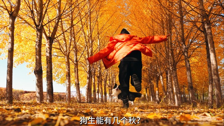 How many autumns does a dog get in its lifetime? Don’t let autumn be reduced to just “could’ve been.
