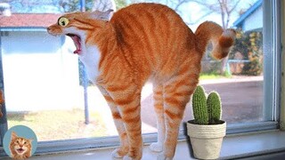 AWW SO FUNNY - Super Cats Reaction Videos| MEOW