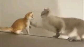 Cat's revenge is ten seconds too late