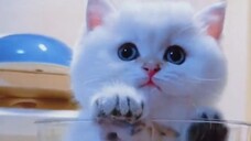 宠物-狗,猫,鹦鹉,鱼,老鼠 24.02.2024 #病毒 #短裤 #狗 #猫 #宠物 #22
