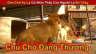 Chú Chó Bị Sốc Khi Nhìn Thấy Con Người Làm Việc Này  || Review Con Người Và Cuộc Sống