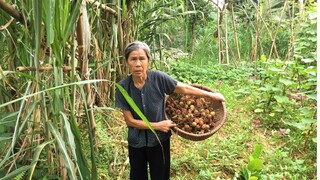 Rau đom đóm xào tỏi là món ăn giản dị đậm đà hương vị quê nhà - Cơm Mẹ Nấu.