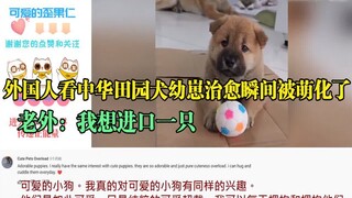 外国人看中华田园犬幼崽治愈瞬间被萌化了，老外：我想进口一只