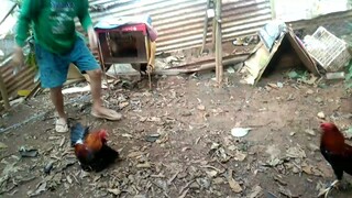 RED KELSO OVER roundhead cross