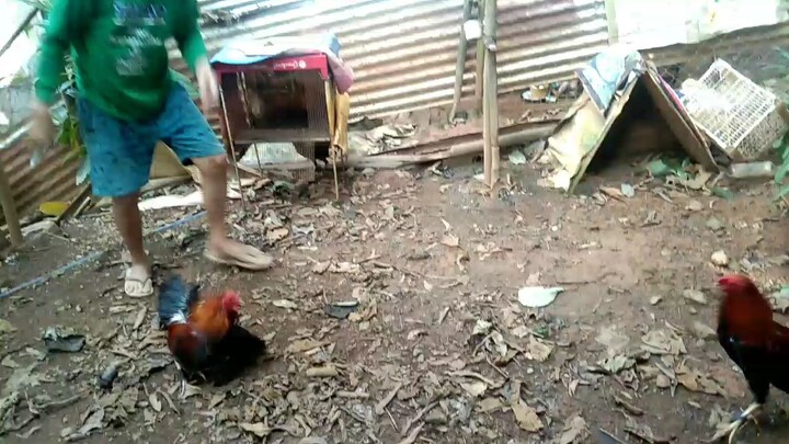 RED KELSO OVER roundhead cross