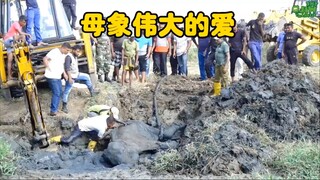 The elephant mom used her own way to ask humans to save her baby—luckily, the ending was quite heart