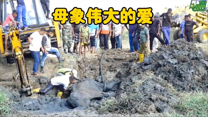 The elephant mom used her own way to ask humans to save her baby—luckily, the ending was quite heart