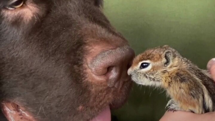 The Friendship Story of a Baby Chipmunk and a Big Dog