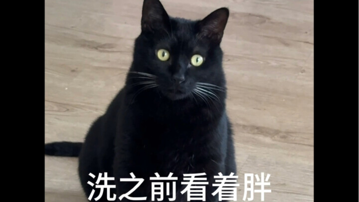 谁家猫一年洗一次？