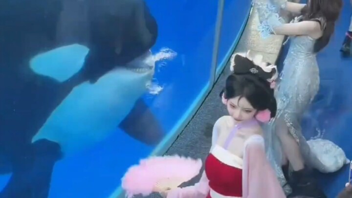“Orcas: Very good, very good—everything looks great!” A social-media influencer with over 30 million
