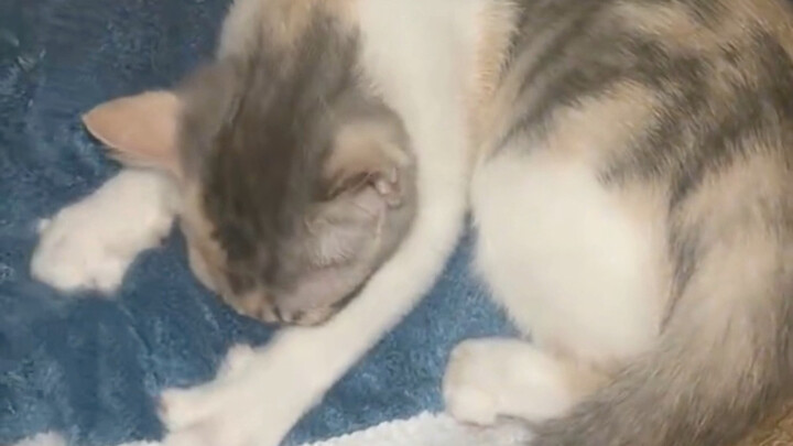 แมว: อย่าจับนะ คนๆ ฉันลูบมาแล้ว อันตรายมาก!