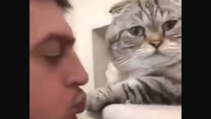 Kucing: Dasar lu, emang lu sakit parah apa…