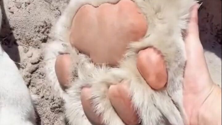 Nemu kucing, dia mau pulang sama aku