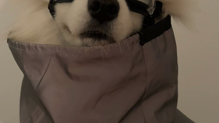 Kiểu người nào cũng không đẹp trai bằng chó.