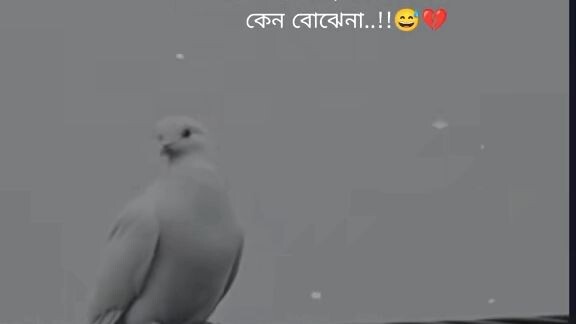 " মায়া "সবার প্রতি আসেনা,যার জন্য মায়া হয় সে কেন বোঝেনা..!!💔💔❤️‍🩹