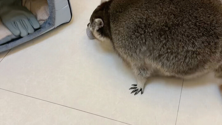 The Owner and the Raccoon Fight Over the Doghouse