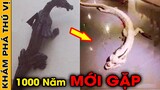 🔥 7 Đoạn Video Bằng Chứng Chứng Minh Sinh Vật Thần Thoại Đang Tồn Tại Xung Quanh Chúng Ta | KPTV